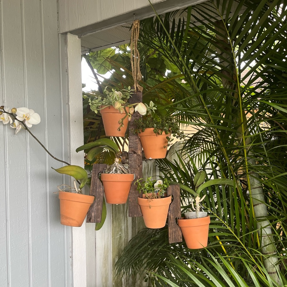 orchid plant holder